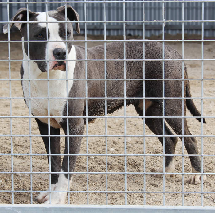 DDDawgs Double Trouble